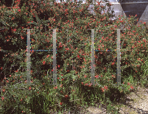 Picture of Grevillea juniperiana 