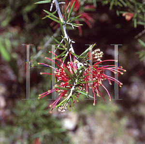 Picture of Grevillea juniperiana 