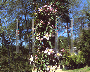 Picture of Clematis  'Montana Rubens'