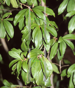 Picture of Ardisia escallonioides 