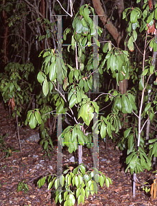 Picture of Ardisia escallonioides 