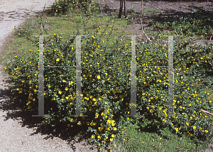 Picture of Hibbertia aspera 