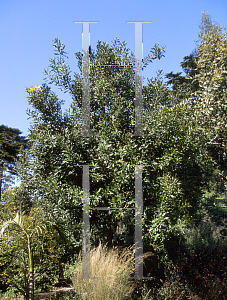 Picture of Macadamia integrifolia x tetraphylla 'Dr. Beaumont'