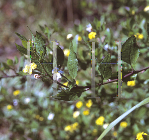 Picture of Goodenia ovata 