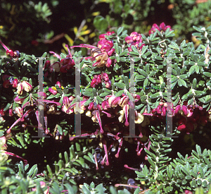 Picture of Grevillea lanigera 