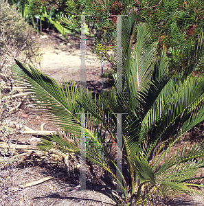 Picture of Macrozamia riedlei 