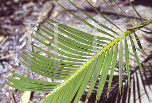 Picture of Macrozamia riedlei 