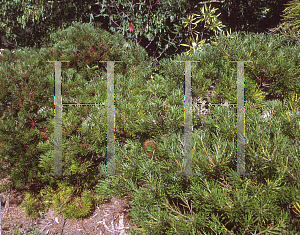 Picture of Banksia spinulosa 