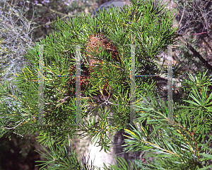 Picture of Banksia spinulosa 