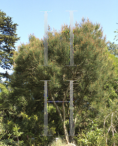 Picture of Casuarina monolifera 