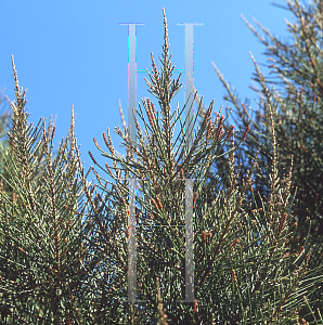 Picture of Casuarina monolifera 