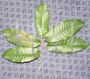 Picture of Lithocarpus densiflorus 