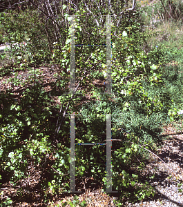 Picture of Ribes aureum var. gracillimum 