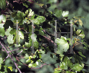 Picture of Ribes aureum var. gracillimum 