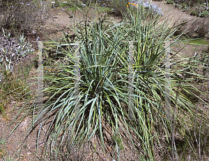 Picture of Nolina interrata 