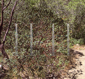 Picture of Arctostaphylos pajaroensis 