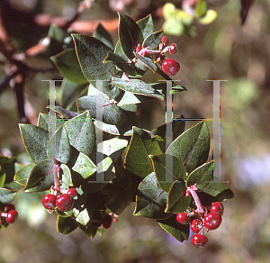 Picture of Arctostaphylos pajaroensis 