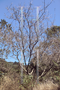 Picture of Quercus turbinella 