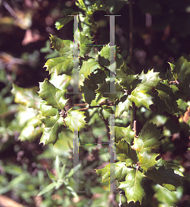 Picture of Quercus durata 