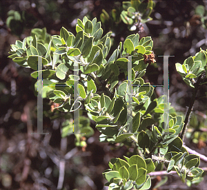 Picture of Arctostaphylos viridissima 