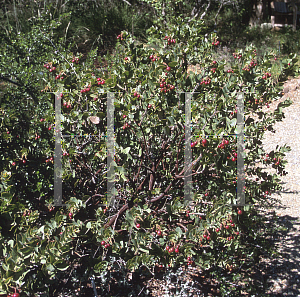 Picture of Arctostaphylos refugioensis 