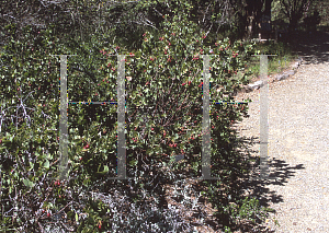 Picture of Arctostaphylos refugioensis 