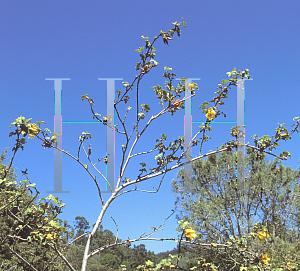 Picture of Fremontodendron mexicanum 