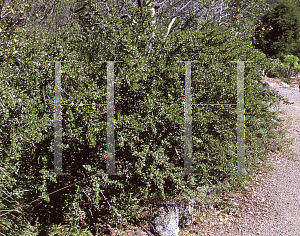 Picture of Ceanothus cuneatus var. fascicularis 