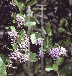 Picture of Ceanothus gloriosus exaltatus 