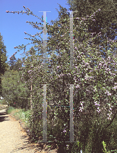 Picture of Ceanothus gloriosus exaltatus 