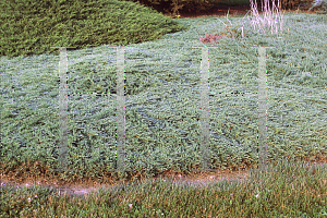 Picture of Juniperus horizontalis 'Blue Mat'
