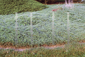 Picture of Juniperus horizontalis 'Blue Mat'