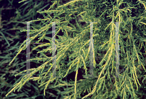 Picture of Juniperus chinensis 'Pfitzeriana Aurea'