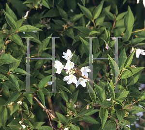 Picture of Deutzia x rosea 'Nikko Blush'