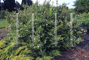 Picture of Deutzia x rosea 'Nikko Blush'