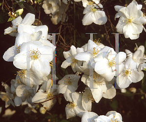 Picture of Philadelphus x virginalis 'Natchez'