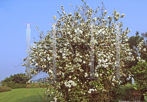 Picture of Philadelphus x virginalis 'Natchez'