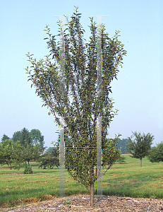 Picture of Malus  'Adirondack'