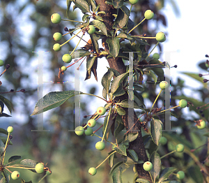 Picture of Malus  'Adirondack'