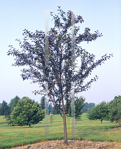 Picture of Malus  'American Triumph'