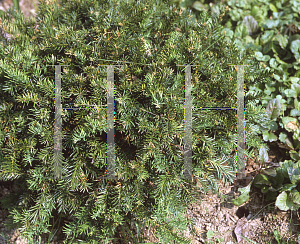 Picture of Taxus baccata 'Repandens'