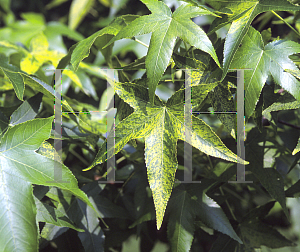 Picture of Liquidambar styraciflua 'Variegata'