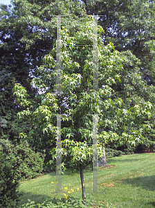 Picture of Liquidambar styraciflua 'Variegata'