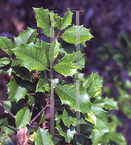 Picture of Ilex opaca 'Mary Holman'