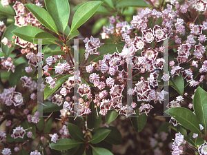 Picture of Kalmia latifolia 'Olympic Wedding'