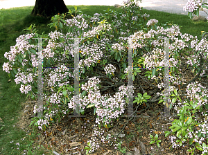 Picture of Kalmia latifolia 'Star Cluster'