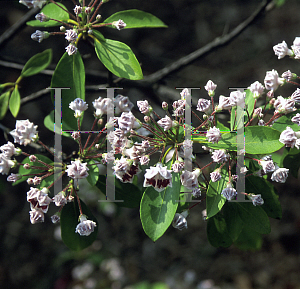 Picture of Kalmia latifolia 'Star Cluster'