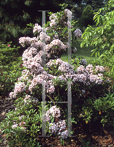 Picture of Kalmia latifolia 'Star Cluster'