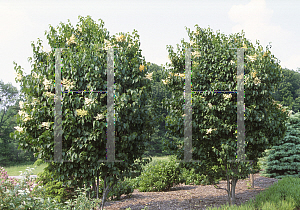 Picture of Syringa reticulata 'Ivory Silk'