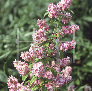 Picture of Deutzia x 'Magician'